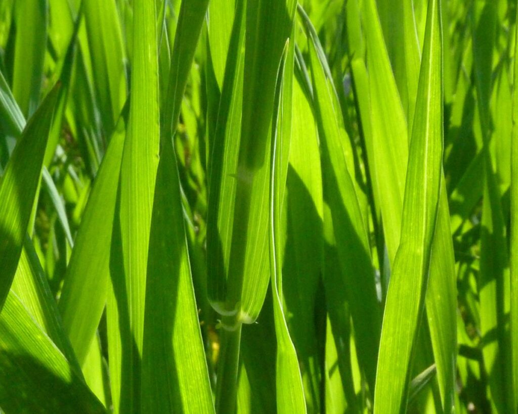 feuille ble vert
